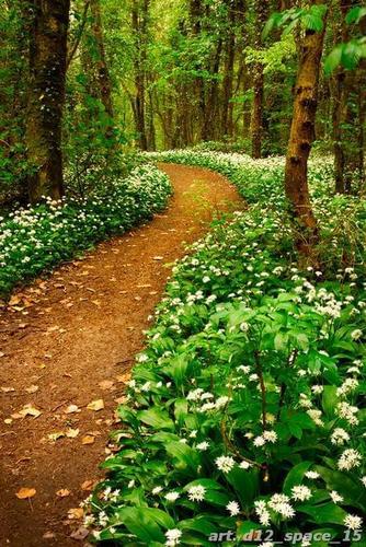 тропинка, лес, трава, деревья