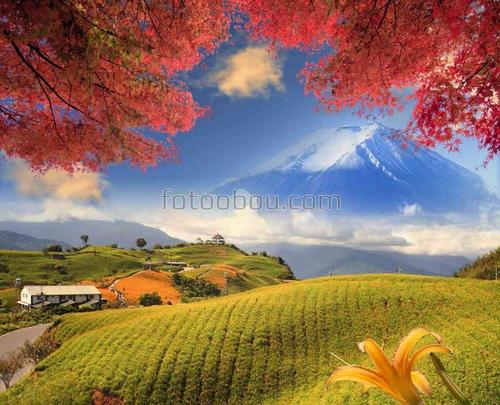 япония, гора, фудзи, поля, природа, сакура, вишня