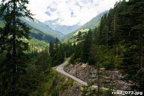 Дорога, сосновый, лес, трава