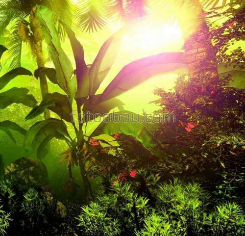 солнце, лучи, природа, джунгли, лес