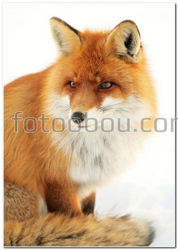 животные, лиса, лисица, пушистая