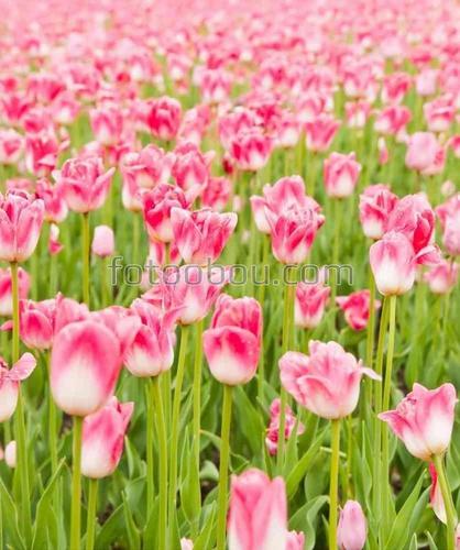 цветы, тюльпаны, природа