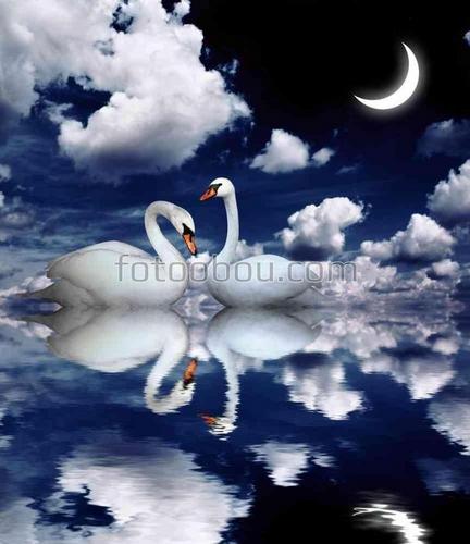 птицы, лебеди, озеро, небо, облака, месяц, ночь