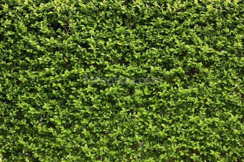 листья, природа, зелень