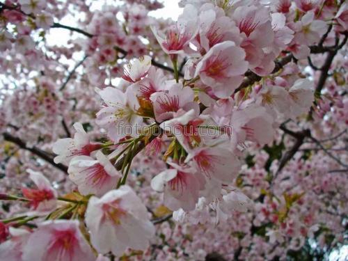 природа, сакура, ветка, вишня