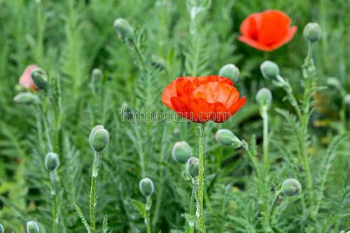 цветы, маки, природа, поле, трава