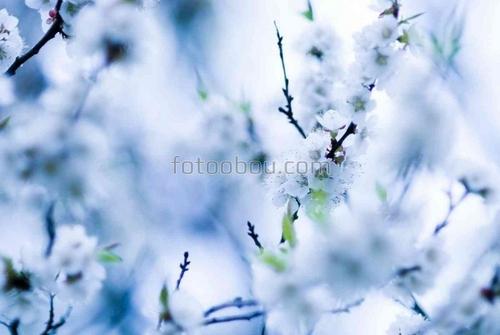 вишня, цветы, природа, весна