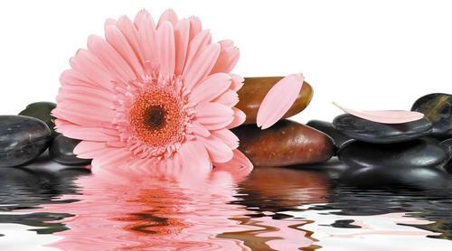 цветок, вода, камни, розовый, лепестки