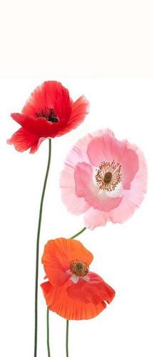 маки, цветы, красный, розовый, нежный