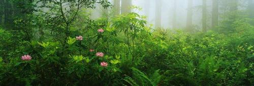 лес, деревья, трава, туман