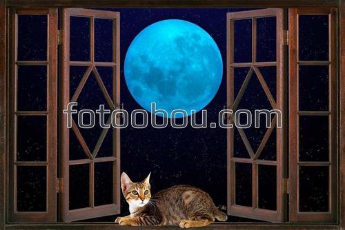 вид из окна, окно, кошка, кот, луна, ночь, звезды