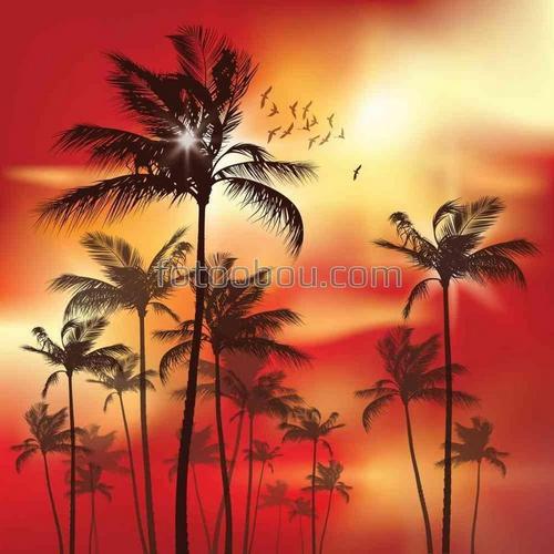 пальмы, небо, природа, закат