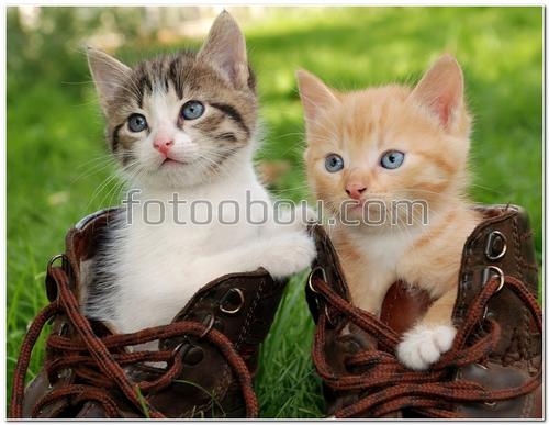 животные, кошки, котята, ботинки, трава