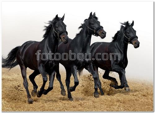 животные, лошади, конь, черные лошади, земля, песок