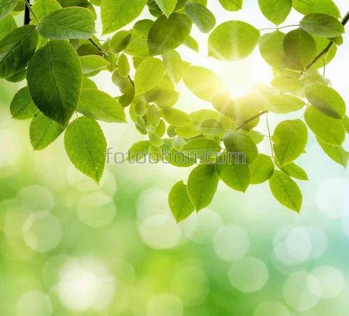 листья, солнце, лучи, дерево, свет