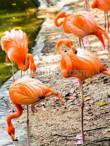 фламинго, птицы, животные, природа