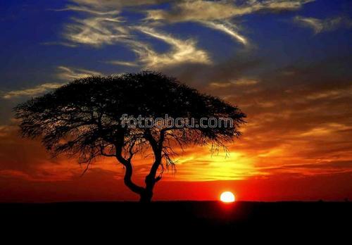 закат, Африка, дерево, небо, силуэт