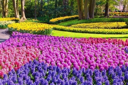 цветы, тюльпаны, природа, сад, парк