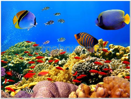 рыбки, океан, подводный мир, кораллы, яркие, 3Д