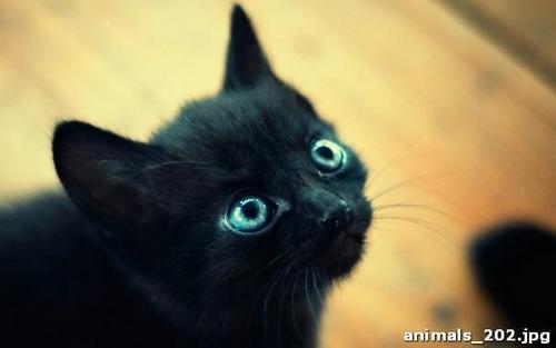 Черный, котенок