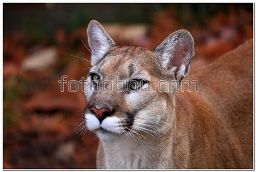 животные, пума, кошка,