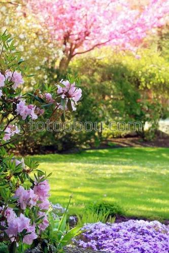 природа, сад, парк, трава, цветы