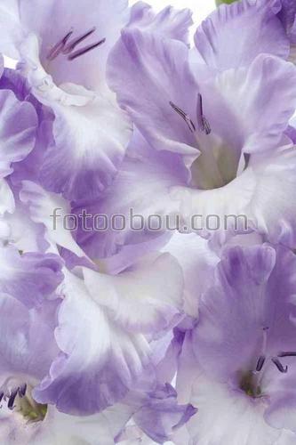 цветы, природа, гладиолус, лепестки