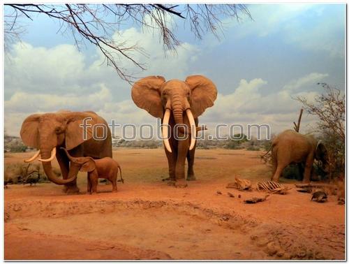 слоны, животные, семья, сафари, природа
