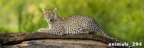 леопард, ветка, деревья, листва