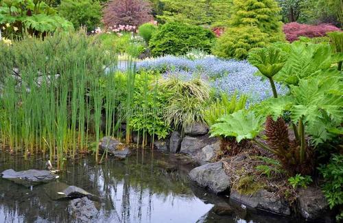 природа, сад, парк, трава, озеро