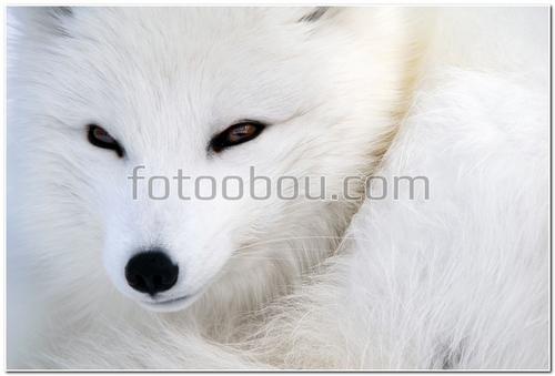 животные, полярная лиса, белая