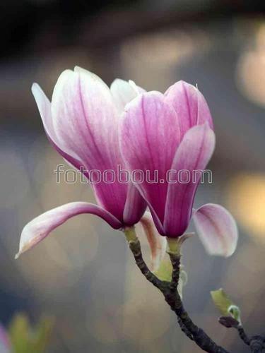 цветы, природа, магнолия, ветка