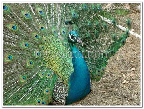 животные, птица, павлин, изумрудный