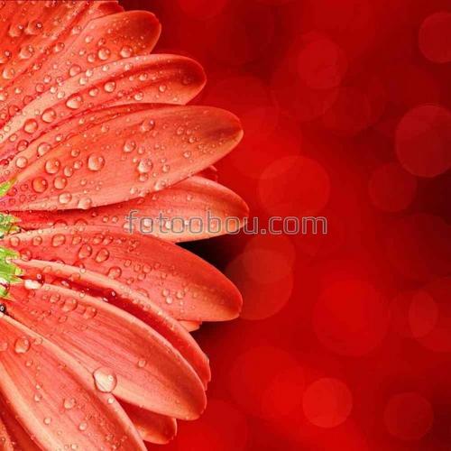 природа, цветок, лепестки, растение