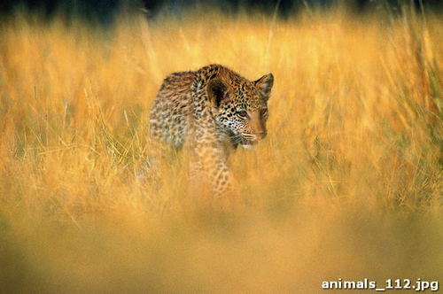 котенок, леопард, саванна, трава