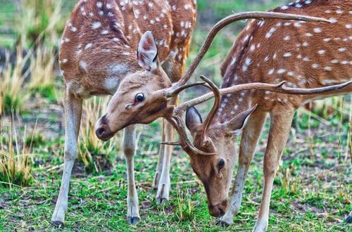 коричневые олени ,природа,бой ,трава