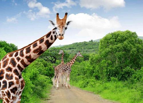 жирафы, животные, природа, африка, сафари