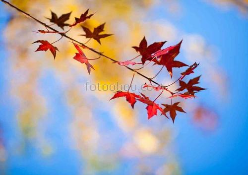 природа, осень, ветка, листья