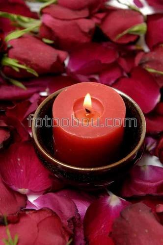 цветы, природа, лепестки, цветы, свеча, розы