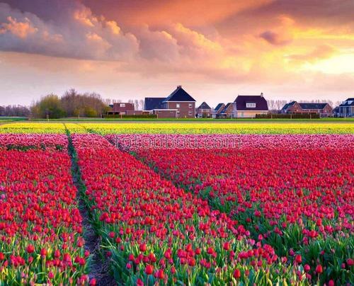 поля, природа, маки, цветы, облака, деревня