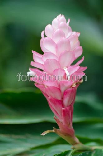 цветок, розовый, растение, зеленое