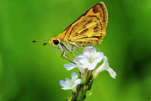 животные, бабочка, природа, цветок