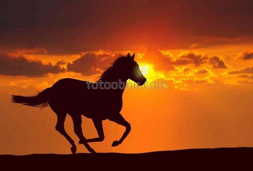 животные, кони, лошади, природа, поле, закат