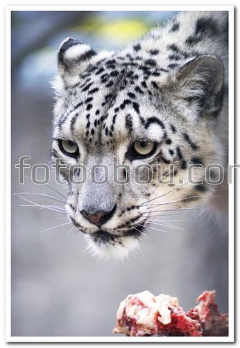 животные, леопард белый, кошка