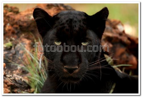 животные, пантера, камни, хищник