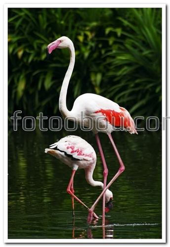 животные, фламинго, вода, трава, розовый фламинго