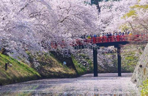 парк, мост, сакура, река, природа