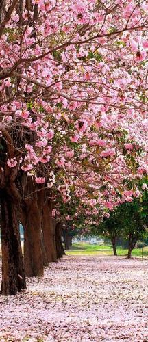 деревья, цветы, аллея, розовый