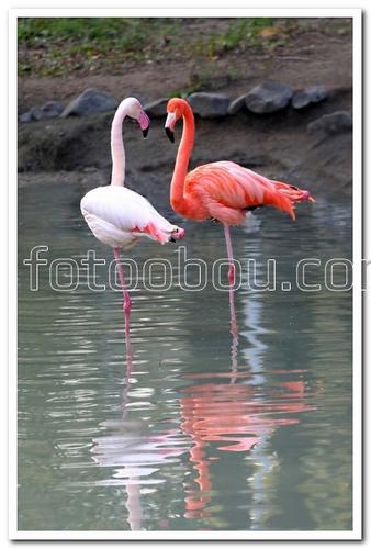 птицы, фламинго, розовый, белый, вода,природа,