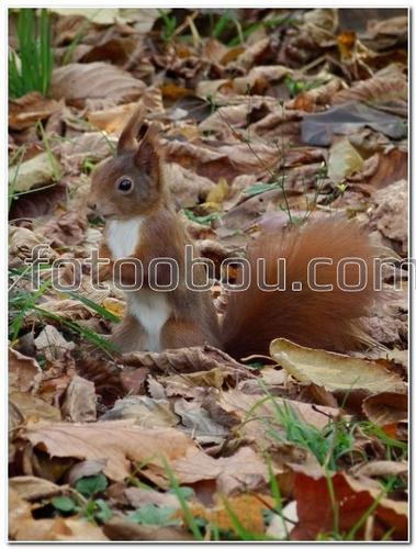 животные, белка, осень, листва
